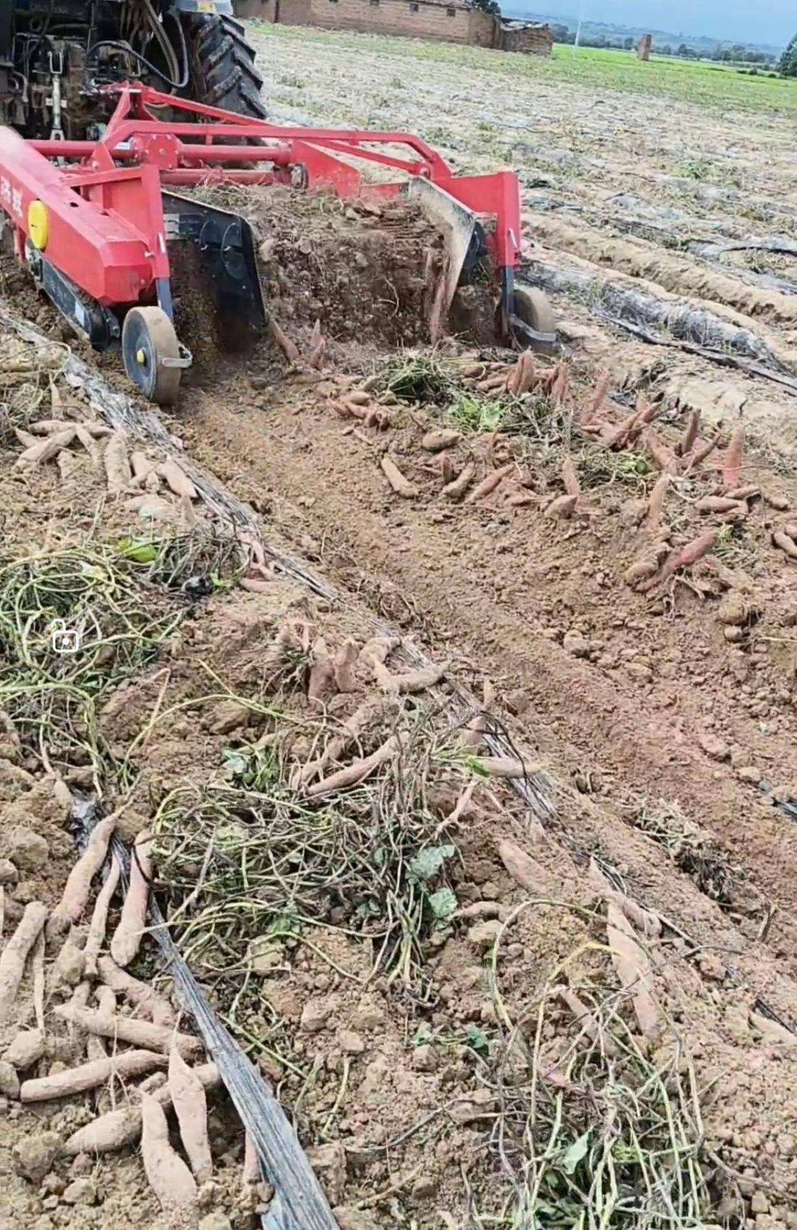 数百人冲进地里捡红薯<strong></p>
<p>eth trunk</strong>，田主称是秋收剩下的，网友：免费翻地，利人利己