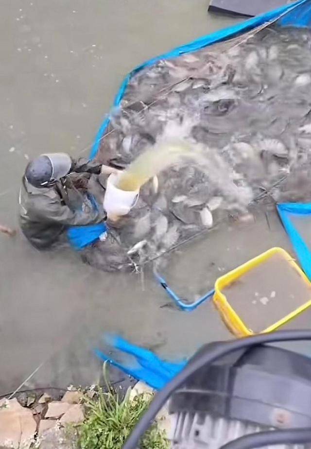 水产市场“麻醉鱼”调查：有商家称麻药有味会换水再卖<strong></p>
<p>区块链eth</strong>，有无危害尚不明