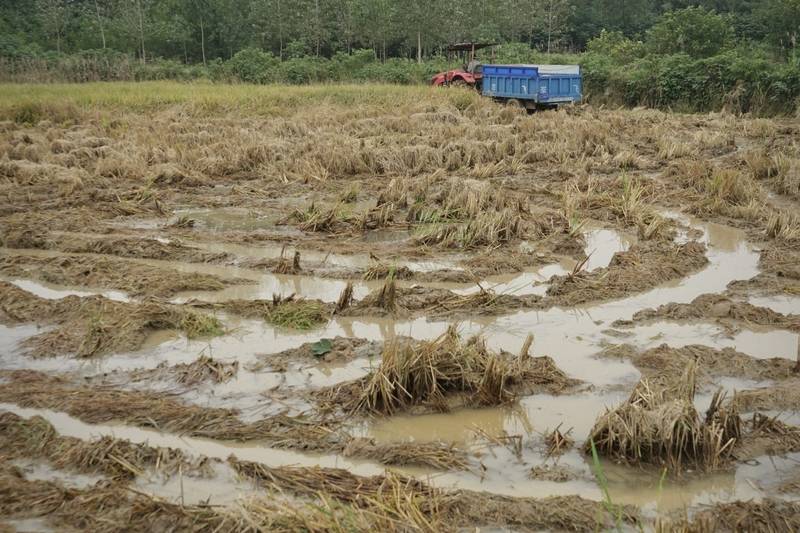 阴雨50天<strong></p>
<p>eth区块链</strong>，他用3200块救回30万斤玉米