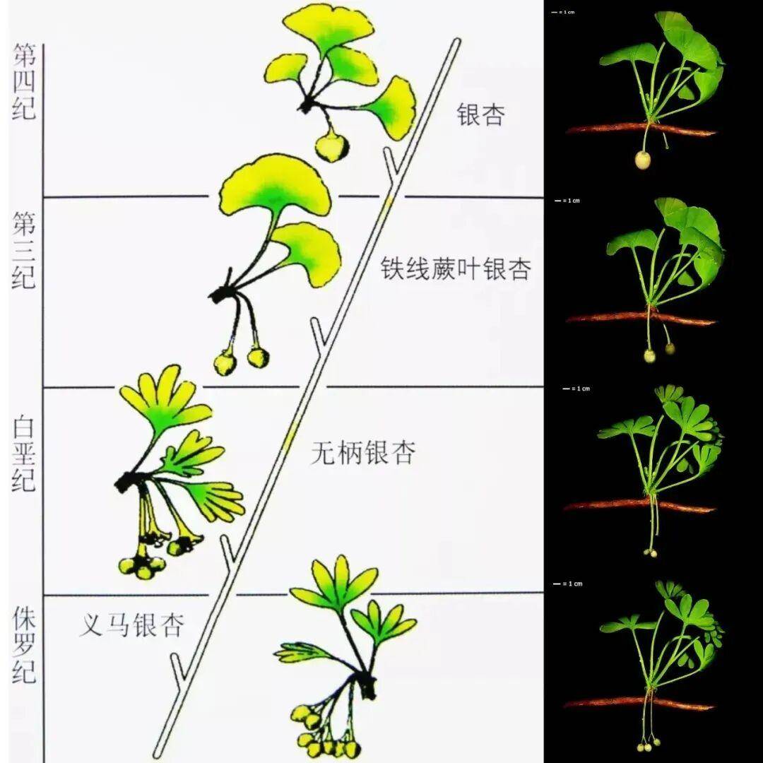 满大街都是银杏树<strong></p>
<p>eth交易平台</strong>，为什么还是濒危物种？