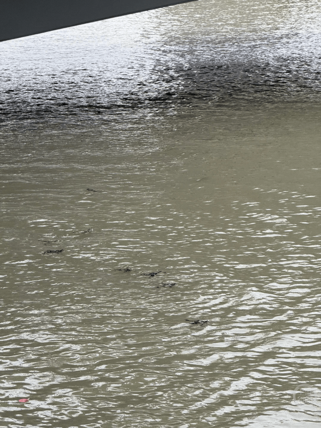 上海苏州河有人放生牛蛙？当地回应：严禁放生外来物种<strong></p>
<p>eth交易平台</strong>，市民可提供相关线索