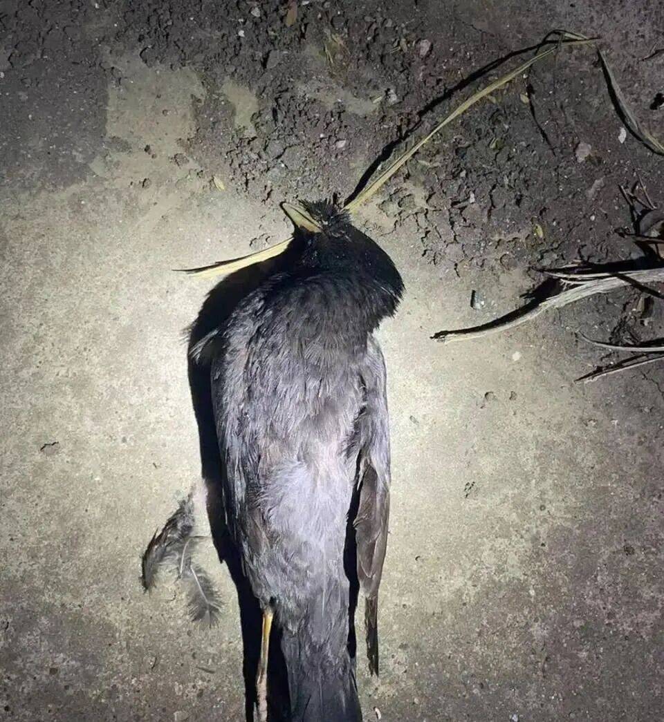 打开冰箱后民警懵了<strong></p>
<p>eth币价格</strong>！男子"攒"了44只国家保护动物,供自己食用...