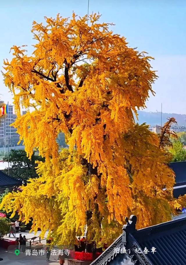 错过等一年！青岛1600岁“银杏王”满树金黄<strong></p>
<p>eth官网</strong>，打卡的人“鼓”了