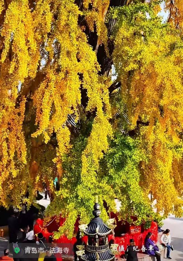 错过等一年！青岛1600岁“银杏王”满树金黄<strong></p>
<p>eth官网</strong>，打卡的人“鼓”了
