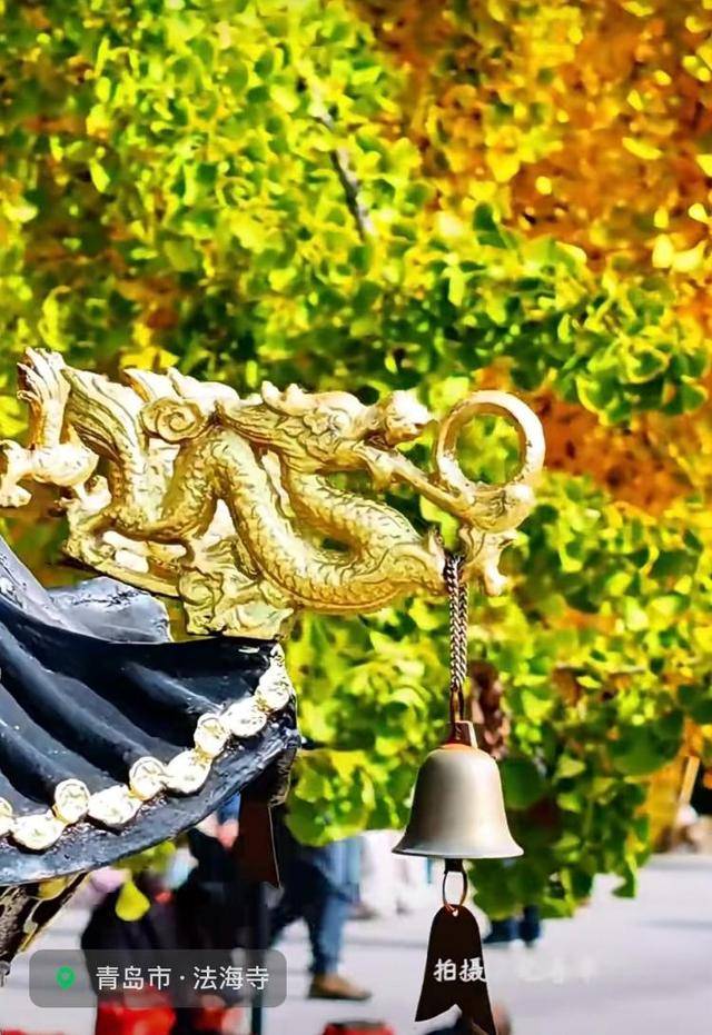 错过等一年！青岛1600岁“银杏王”满树金黄<strong></p>
<p>eth官网</strong>，打卡的人“鼓”了