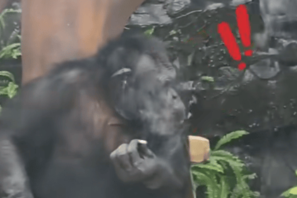 大猩猩抽烟手法娴熟？广西南宁动物园：从小在领养家庭学会抽烟喝酒<strong></p>
<p>比特币最新价格</strong>，会派人制止