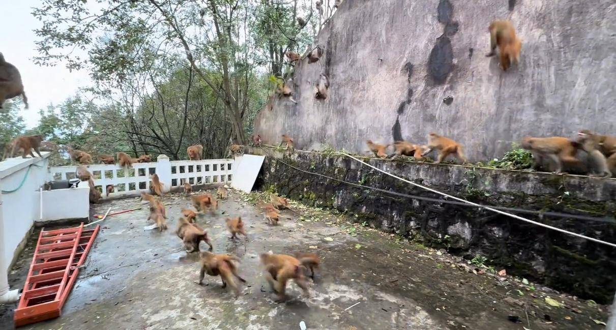 贵州黔灵山猴群一窝蜂冲下山，网友称被吓得汗毛立起来！公园回应：猴群活动，很正常