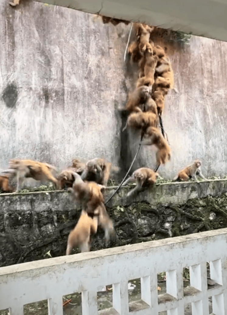 贵阳黔灵山下起“猴子雨”？当地称属猴群正常活动<strong></p>
<p>比特币价格今日行情</strong>，曾发猕猴分流公告：数量远超承载力