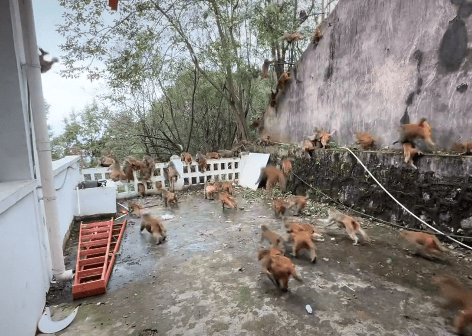贵阳黔灵山下起“猴子雨”？当地称属猴群正常活动<strong></p>
<p>比特币价格今日行情</strong>，曾发猕猴分流公告：数量远超承载力