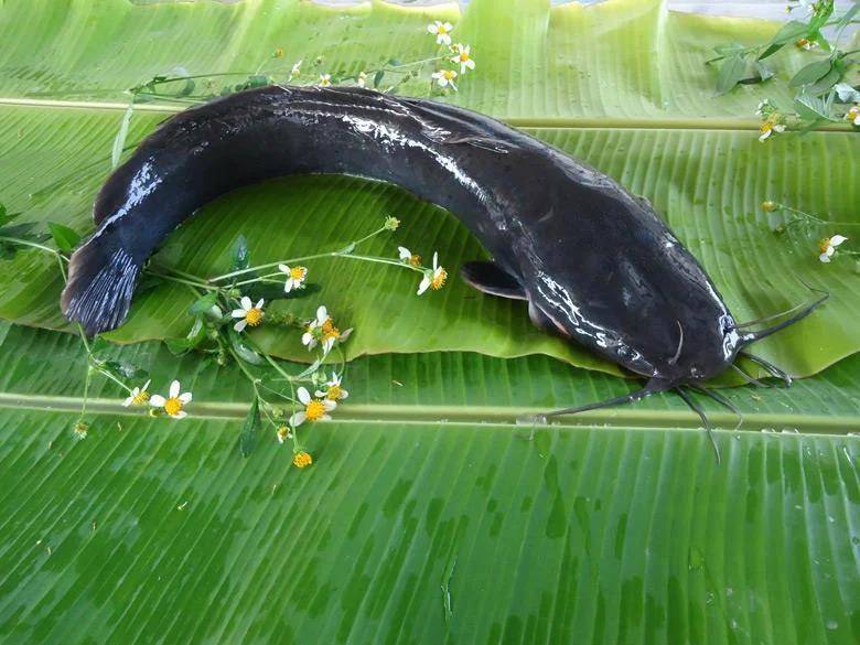 都江堰一水库被放生万斤外来物种埃及塘鲺?官方澄清:已进行阻止和打捞<strong></p>
<p>比特币行情</strong>,经鉴定是本地八须鲶