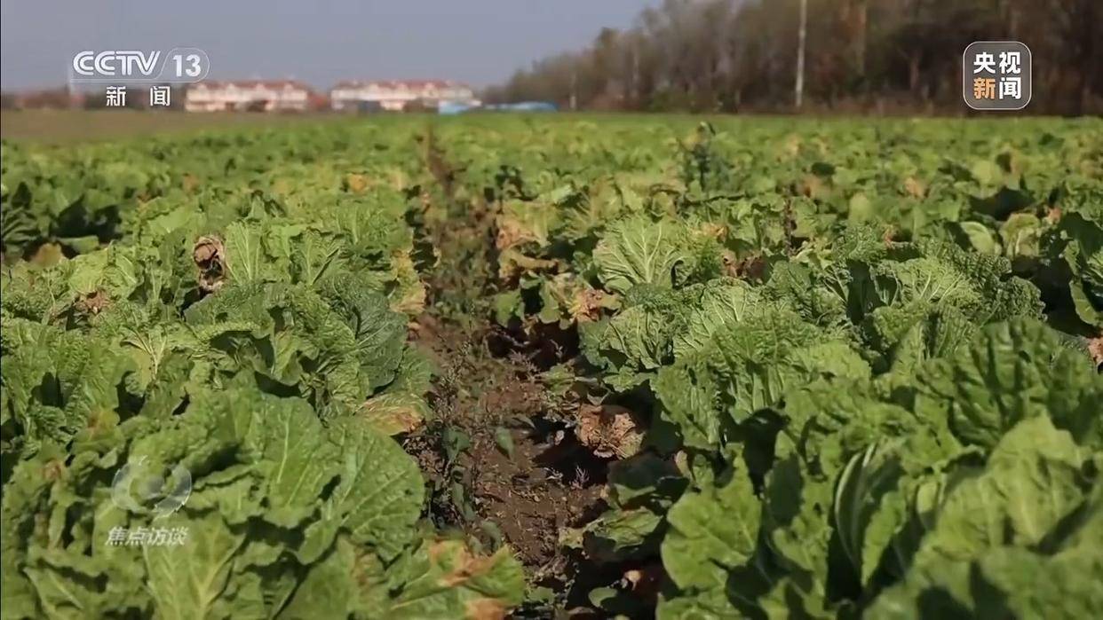 单棵售价超百元<strong></p>
<p>比特币最新价格行情</strong>，起底“套牌白菜”背后的销售套路