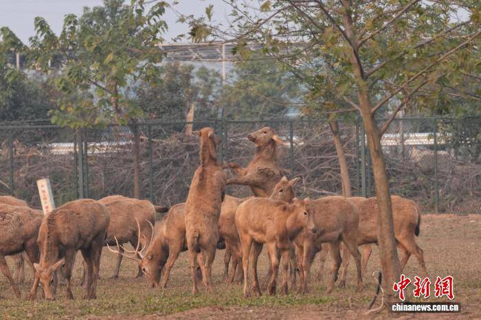 湖南岳阳洞庭湖麋鹿苑近十年救助80多头麋鹿