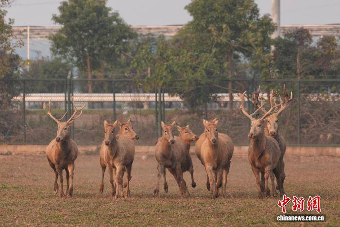 湖南岳阳洞庭湖麋鹿苑近十年救助80多头麋鹿