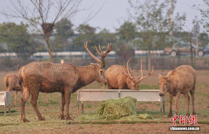 湖南岳阳洞庭湖麋鹿苑近十年救助80多头麋鹿