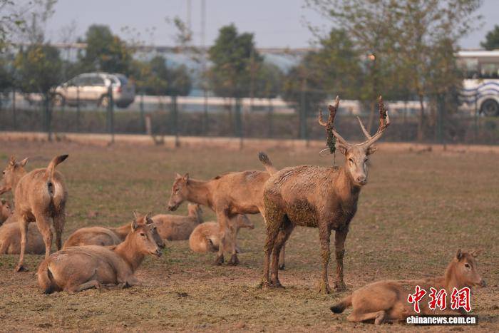 湖南岳阳洞庭湖麋鹿苑近十年救助80多头麋鹿