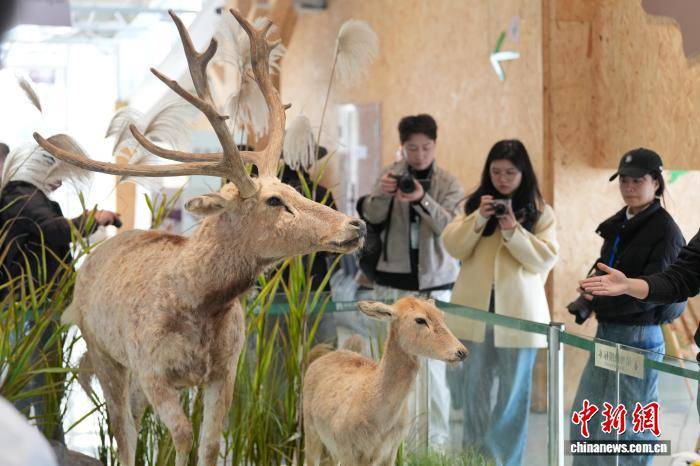 湖南岳阳洞庭湖麋鹿苑近十年救助80多头麋鹿