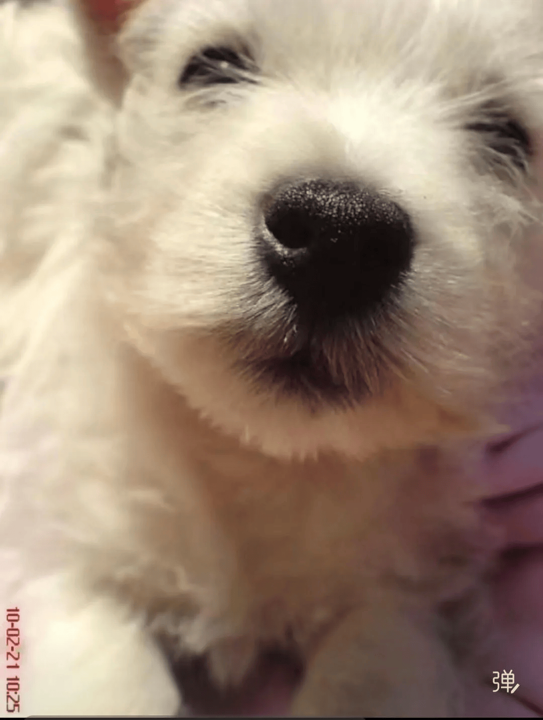 在小区投毒致9条狗死亡<strong></p>
<p>比特币最新行情</strong>,男子获刑4年!