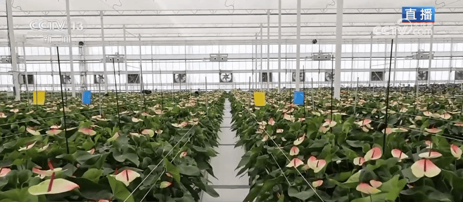 人气旺、消费火<strong></p>
<p>比特币中国</strong>,热气腾腾!各地市场活跃繁荣 “年经济”释放“新”热度