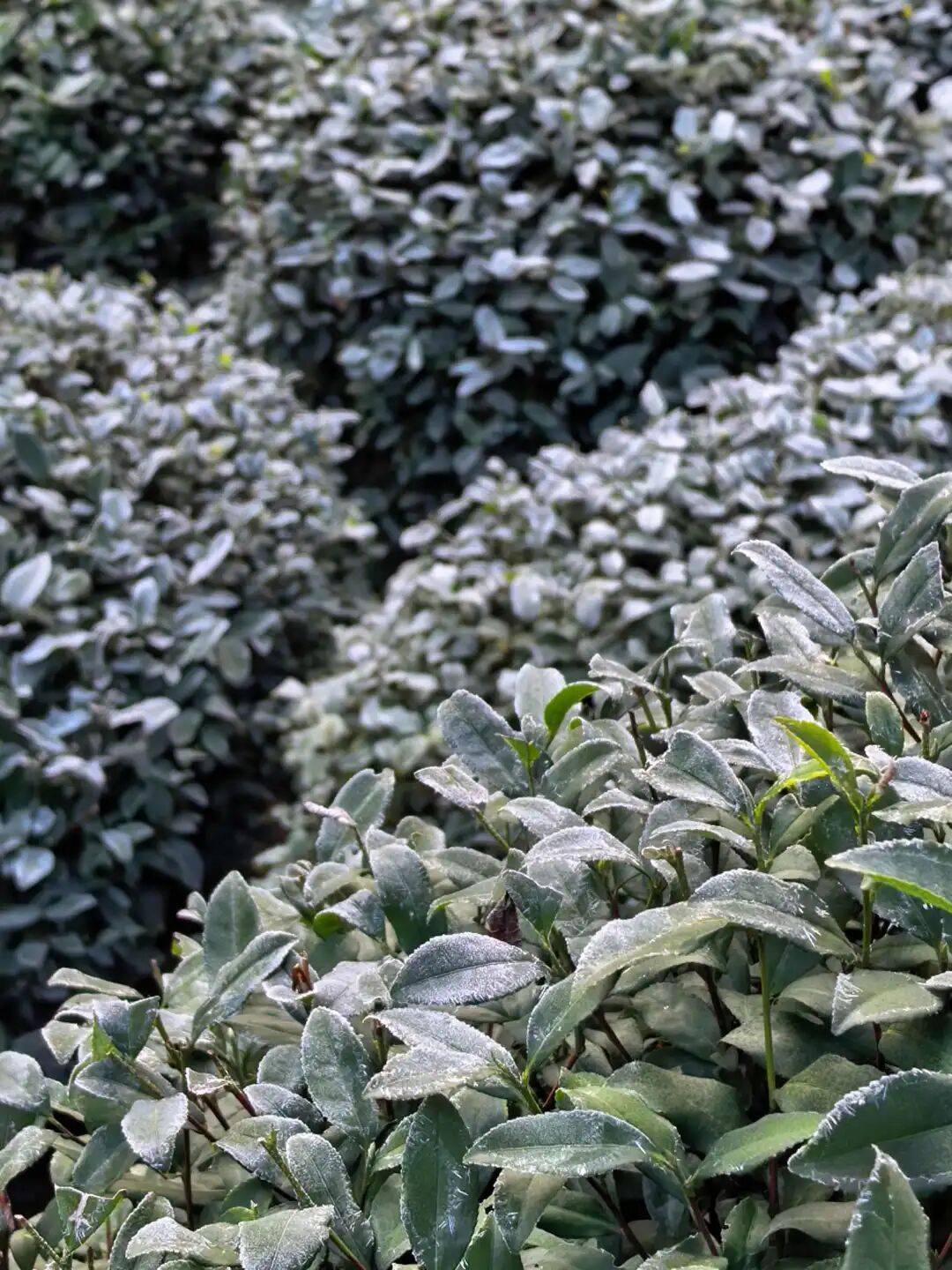 今起<strong></p>
<p>比特币价格实时行情</strong>,持续一周!直冲20℃!杭州人做好准备,还有个大反转……